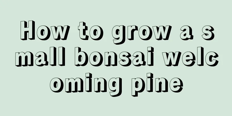 How to grow a small bonsai welcoming pine