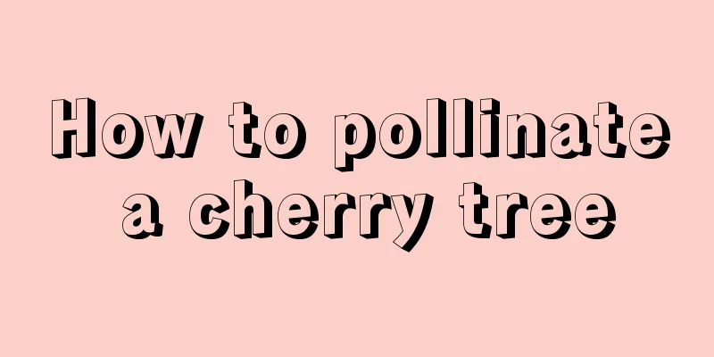 How to pollinate a cherry tree