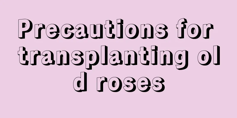 Precautions for transplanting old roses