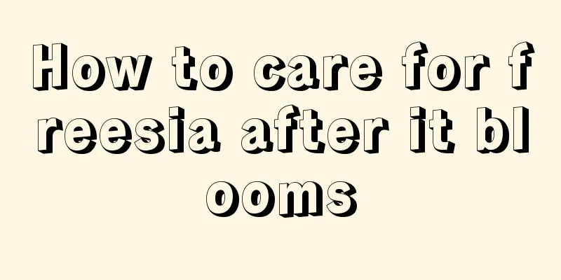 How to care for freesia after it blooms