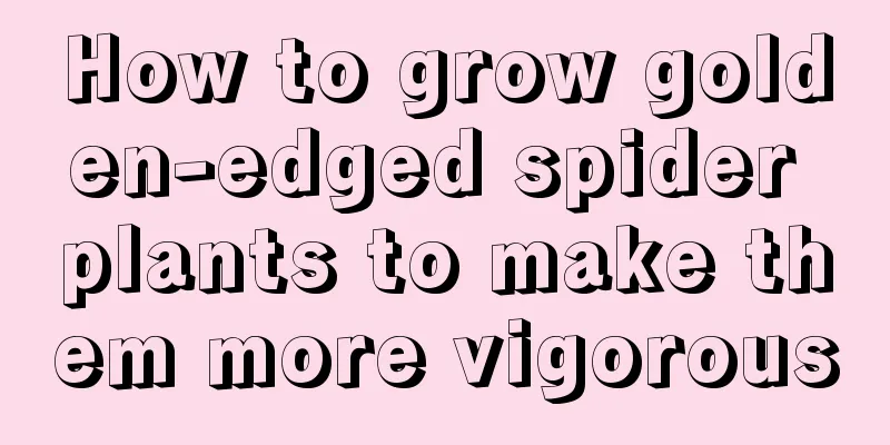 How to grow golden-edged spider plants to make them more vigorous