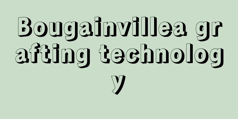 Bougainvillea grafting technology