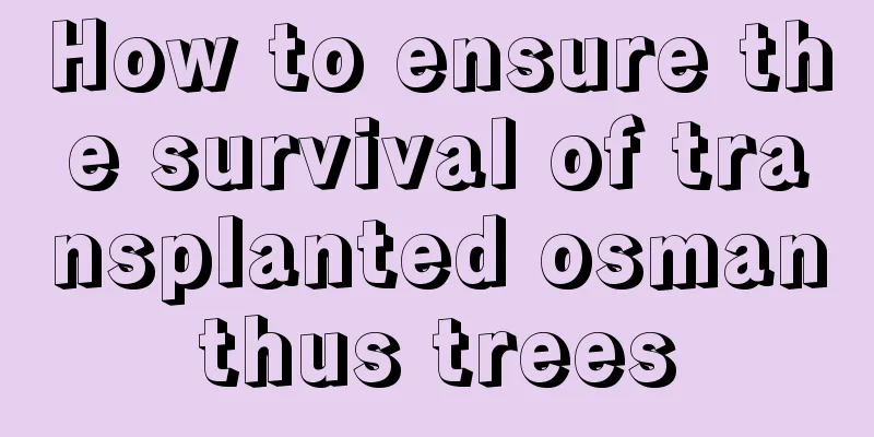 How to ensure the survival of transplanted osmanthus trees