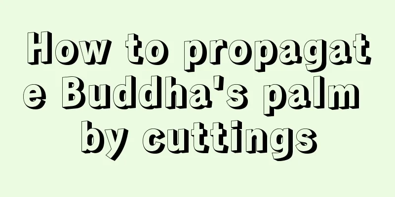 How to propagate Buddha's palm by cuttings