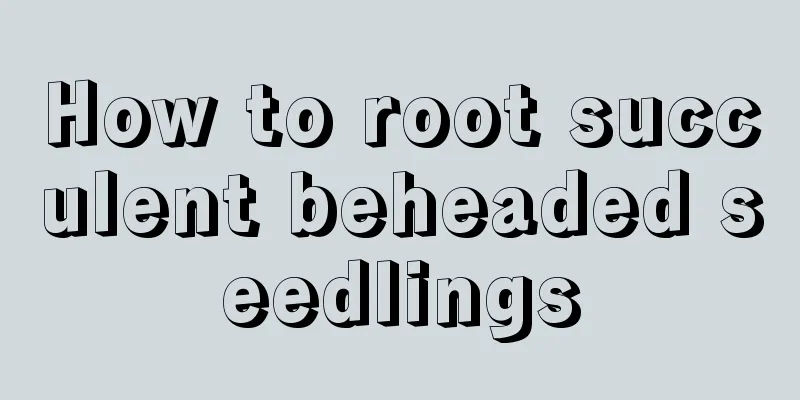 How to root succulent beheaded seedlings