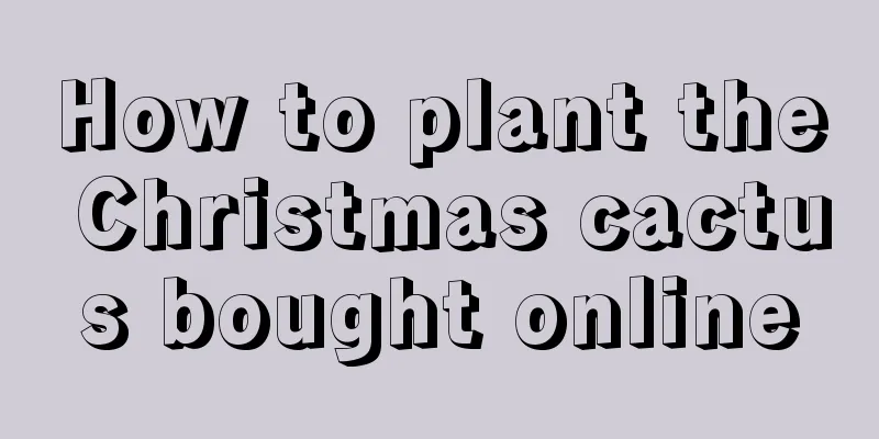 How to plant the Christmas cactus bought online