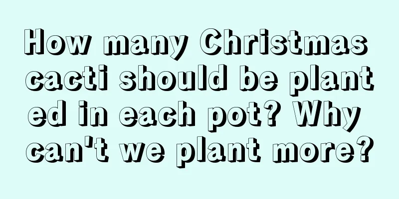 How many Christmas cacti should be planted in each pot? Why can't we plant more?