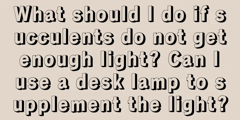 What should I do if succulents do not get enough light? Can I use a desk lamp to supplement the light?