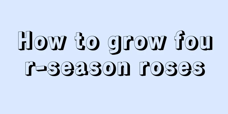 How to grow four-season roses