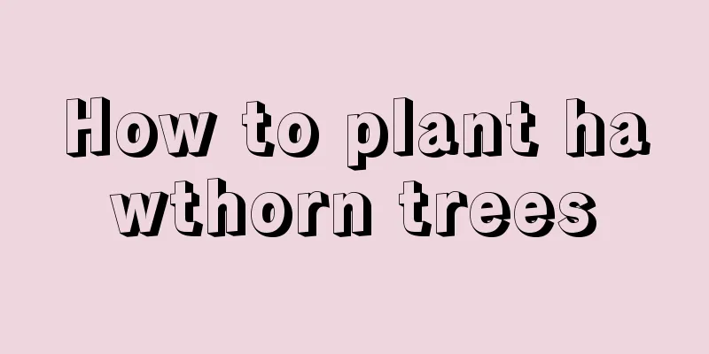 How to plant hawthorn trees