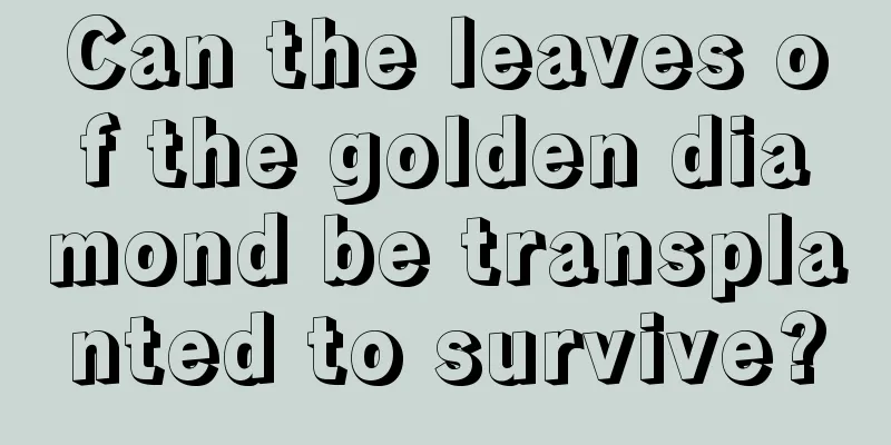 Can the leaves of the golden diamond be transplanted to survive?