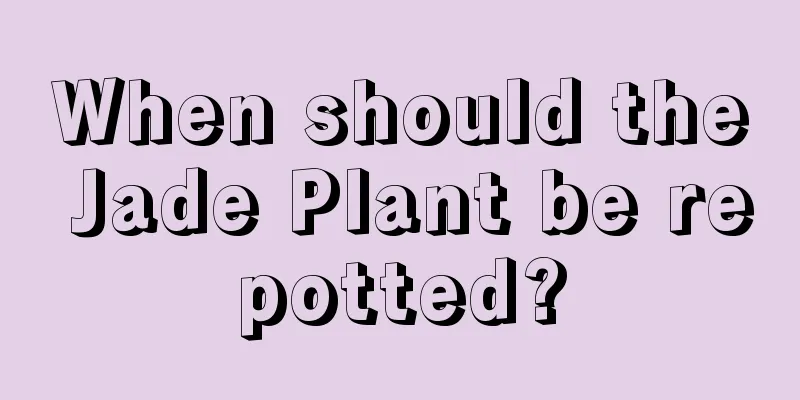 When should the Jade Plant be repotted?