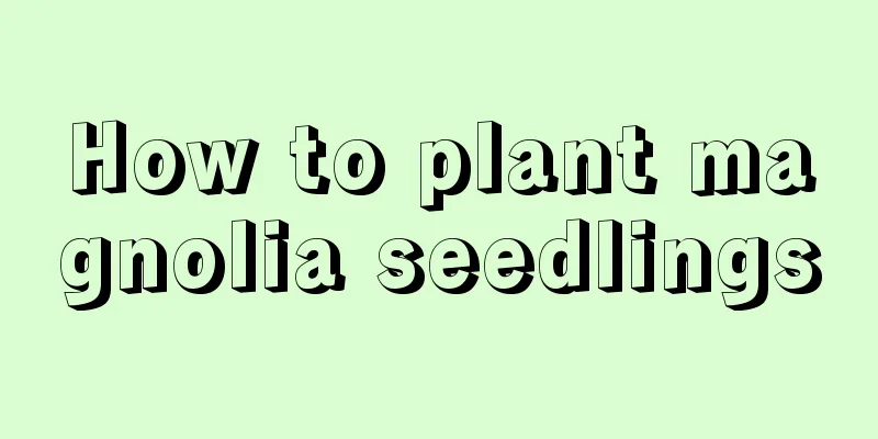 How to plant magnolia seedlings