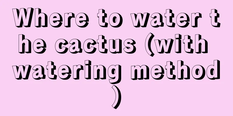 Where to water the cactus (with watering method)