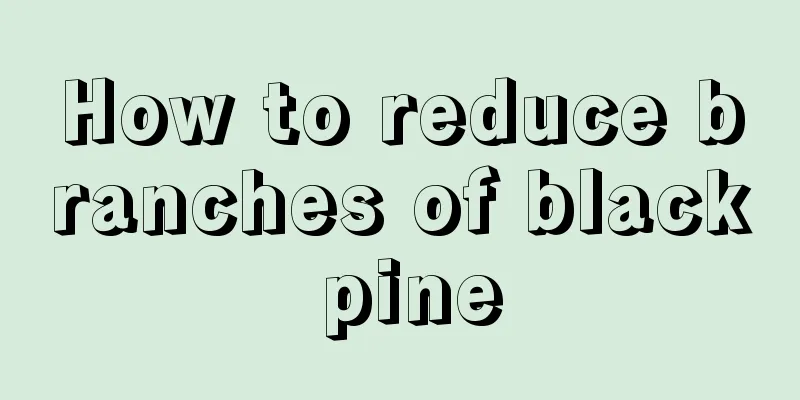 How to reduce branches of black pine