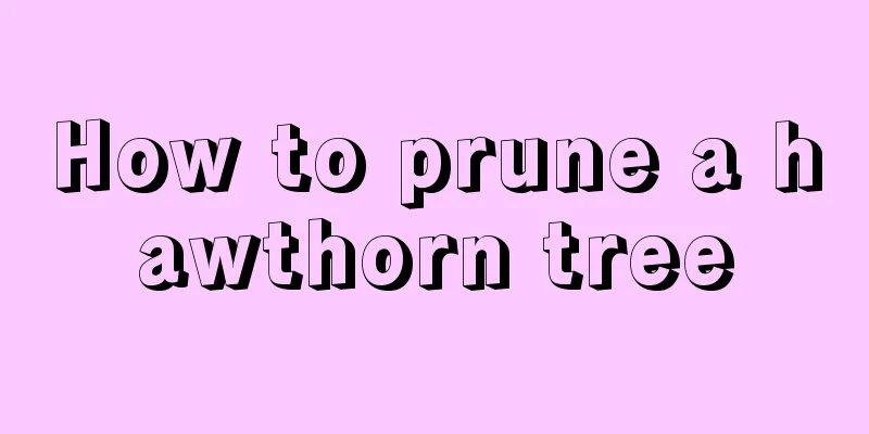 How to prune a hawthorn tree