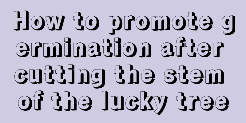 How to promote germination after cutting the stem of the lucky tree