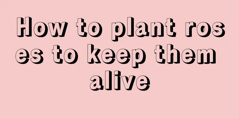 How to plant roses to keep them alive