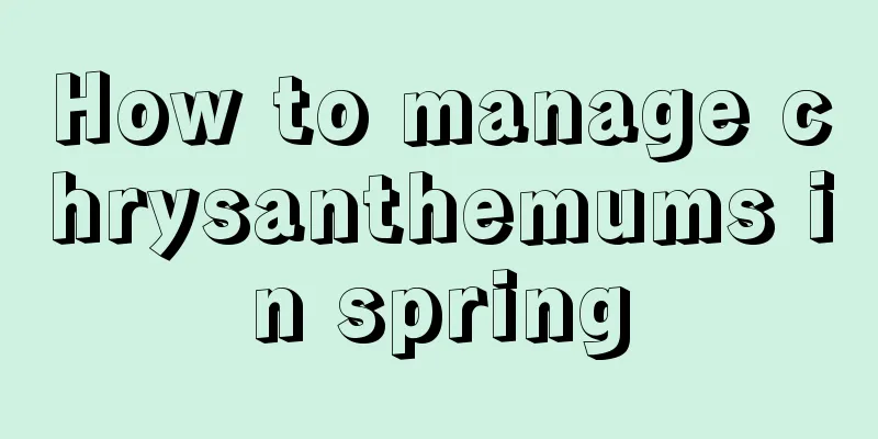 How to manage chrysanthemums in spring