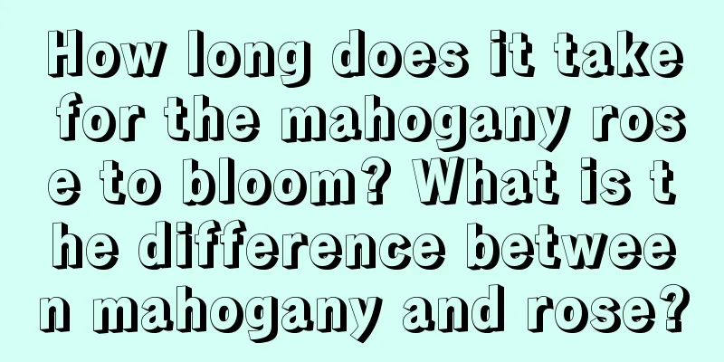 How long does it take for the mahogany rose to bloom? What is the difference between mahogany and rose?