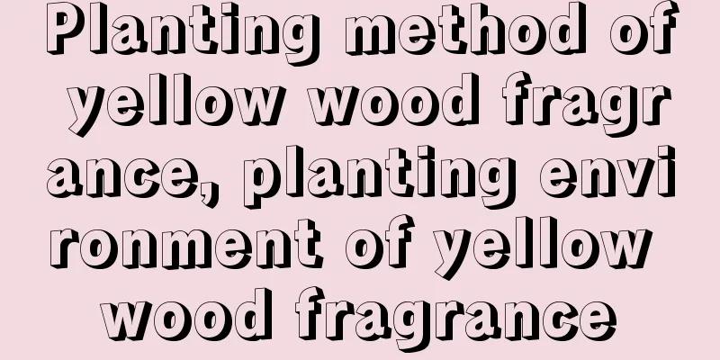 Planting method of yellow wood fragrance, planting environment of yellow wood fragrance