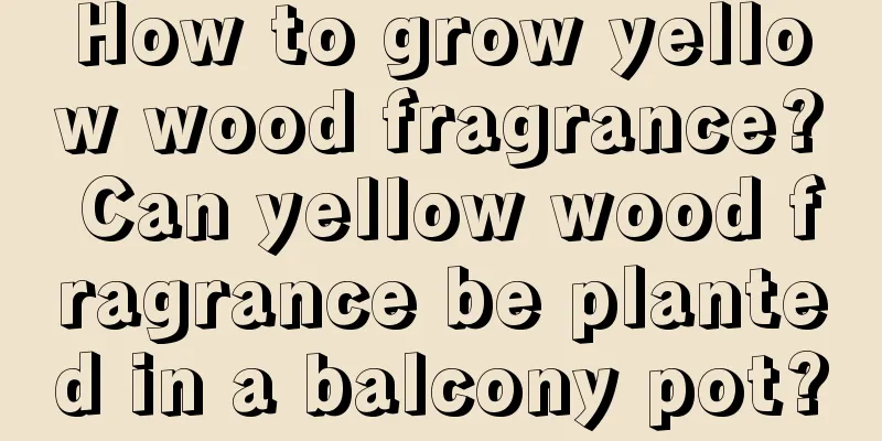 How to grow yellow wood fragrance? Can yellow wood fragrance be planted in a balcony pot?