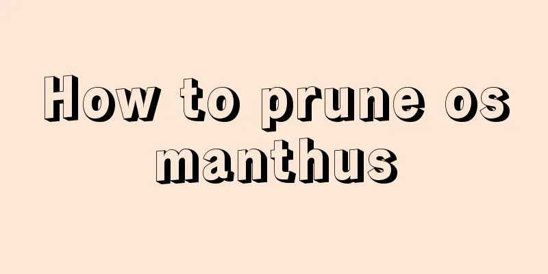 How to prune osmanthus