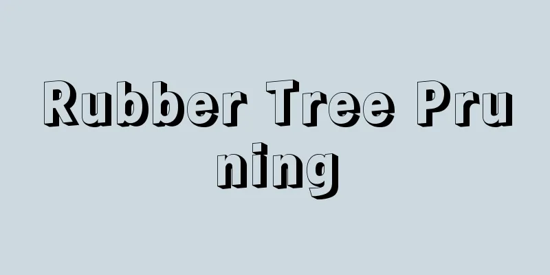 Rubber Tree Pruning