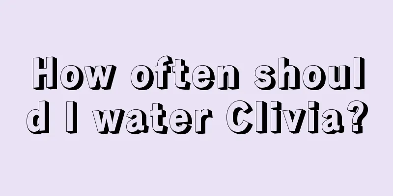 How often should I water Clivia?