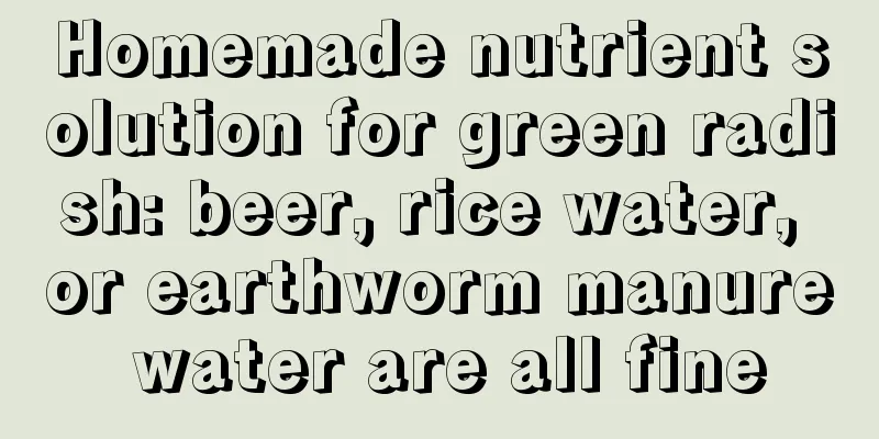 Homemade nutrient solution for green radish: beer, rice water, or earthworm manure water are all fine