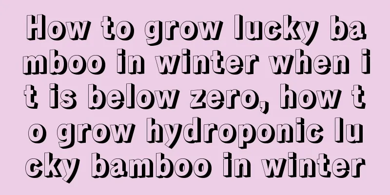 How to grow lucky bamboo in winter when it is below zero, how to grow hydroponic lucky bamboo in winter