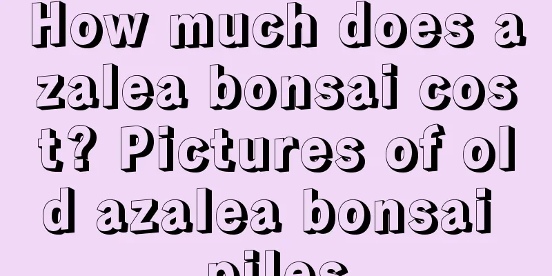 How much does azalea bonsai cost? Pictures of old azalea bonsai piles