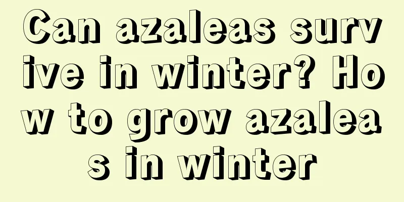 Can azaleas survive in winter? How to grow azaleas in winter