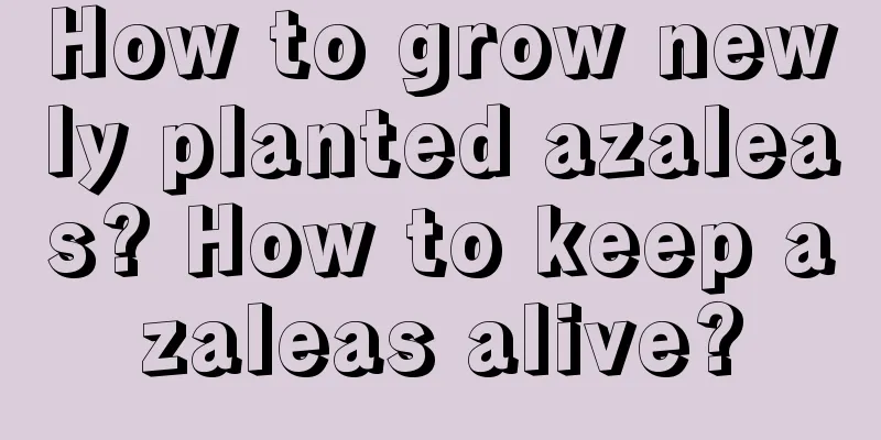 How to grow newly planted azaleas? How to keep azaleas alive?