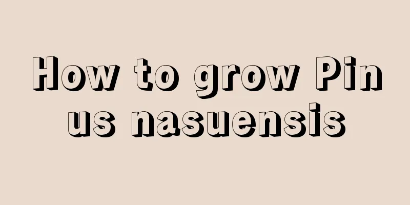 How to grow Pinus nasuensis