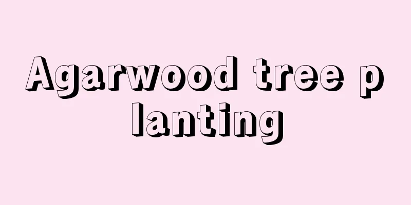 Agarwood tree planting