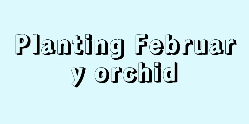 Planting February orchid