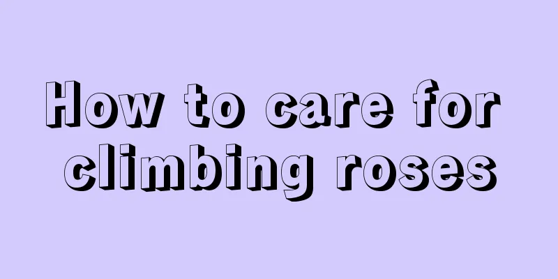 How to care for climbing roses