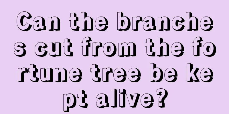 Can the branches cut from the fortune tree be kept alive?