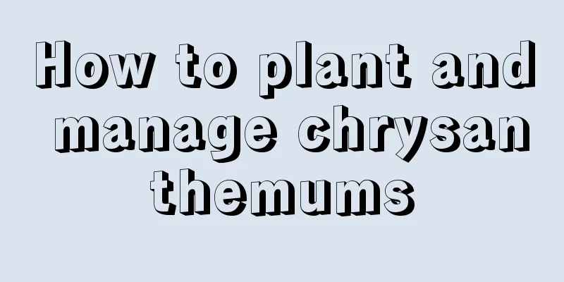 How to plant and manage chrysanthemums