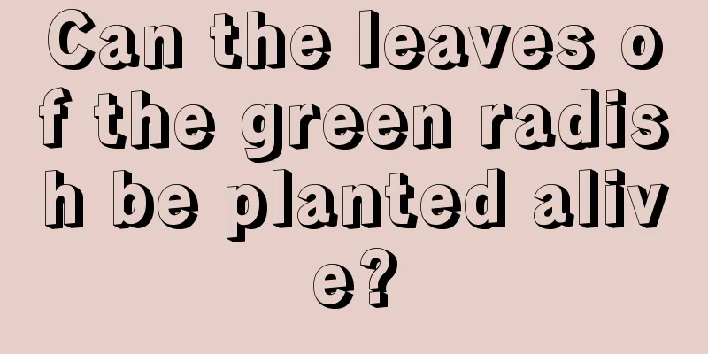 Can the leaves of the green radish be planted alive?