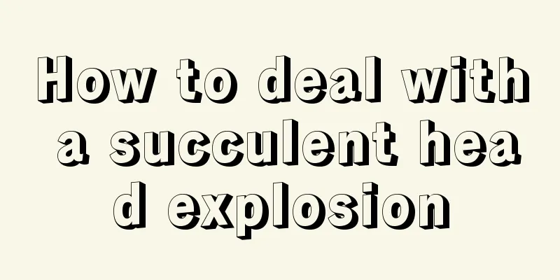 How to deal with a succulent head explosion