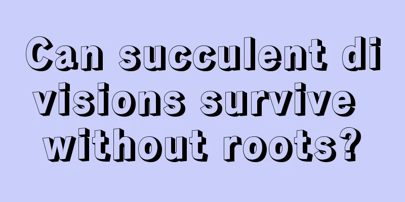 Can succulent divisions survive without roots?