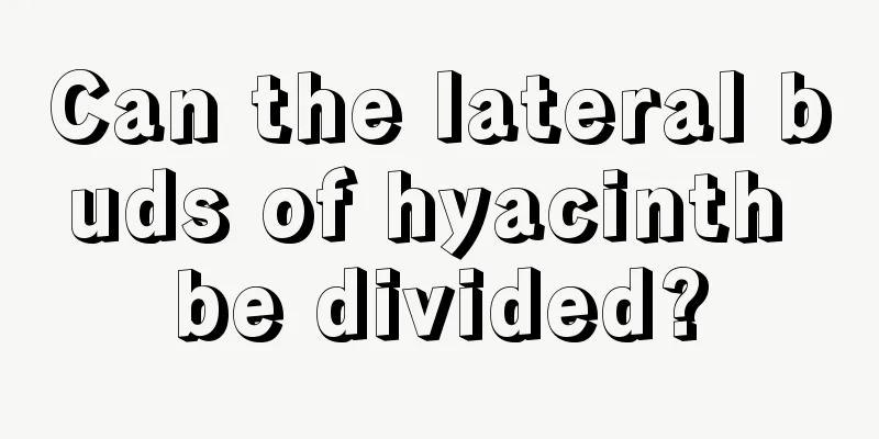 Can the lateral buds of hyacinth be divided?