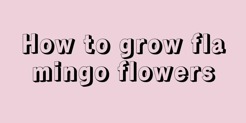 How to grow flamingo flowers