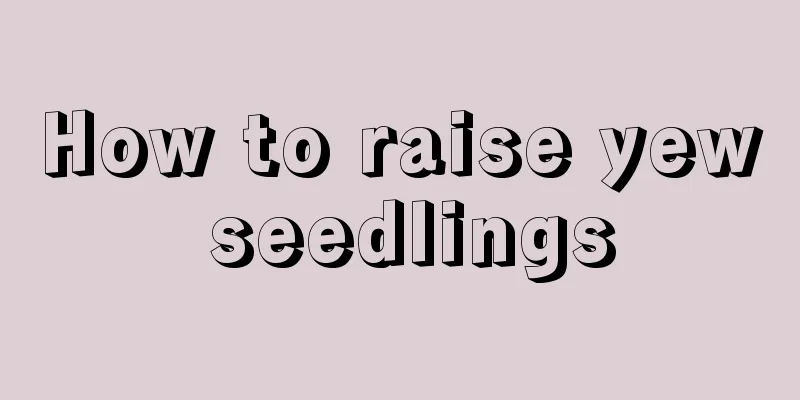 How to raise yew seedlings