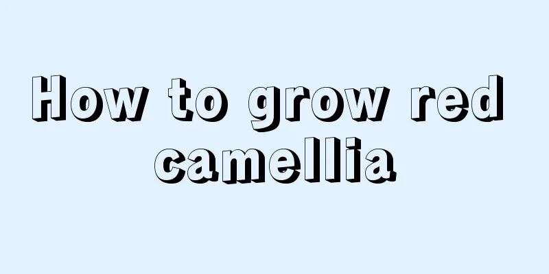 How to grow red camellia