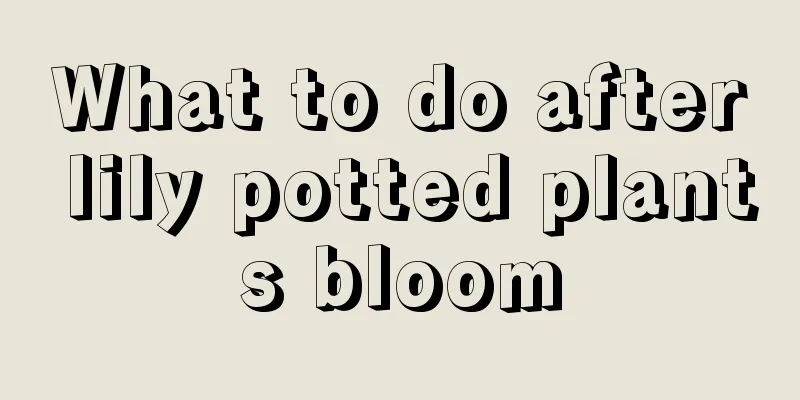 What to do after lily potted plants bloom