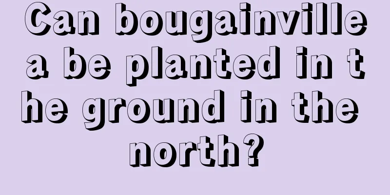 Can bougainvillea be planted in the ground in the north?