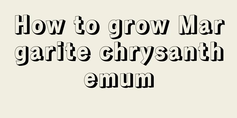 How to grow Margarite chrysanthemum